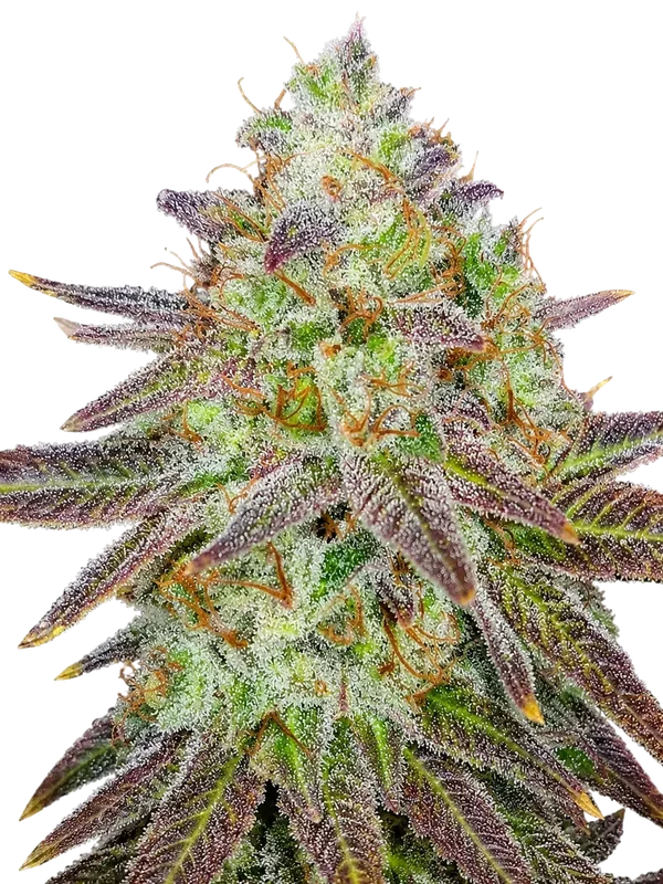 Passion Berry van The Cali Connection