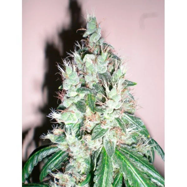 Jamaican OG van The Cali Connection