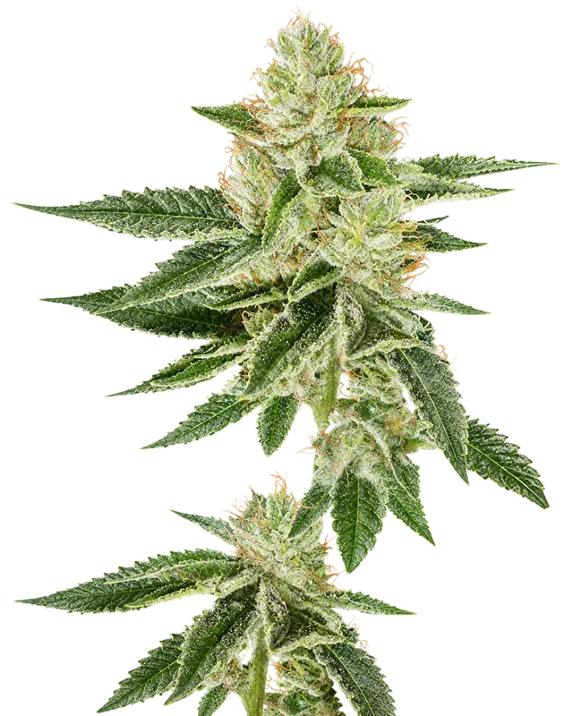Louis XIII OG van The Cali Connection