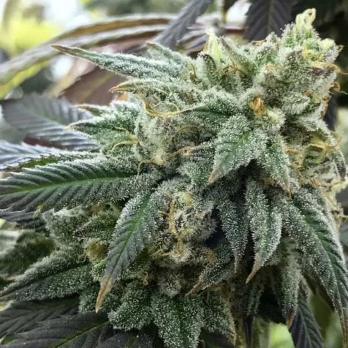Chem Valley Kush van The Cali Connection