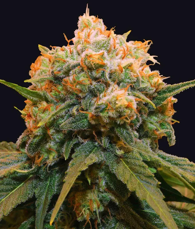 Papaya BX1 van The Grateful Seeds