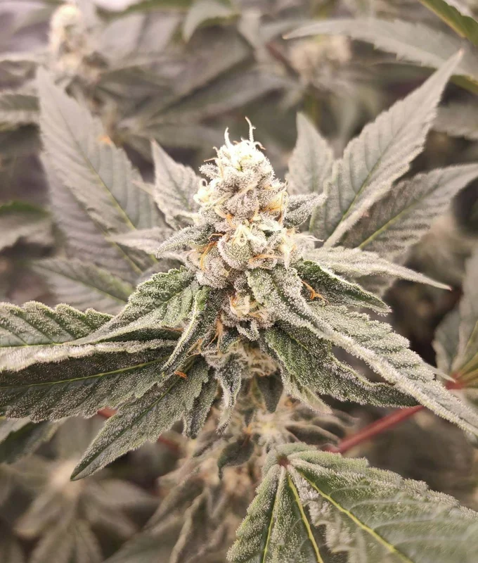 Golden Pussy van The Grateful Seeds