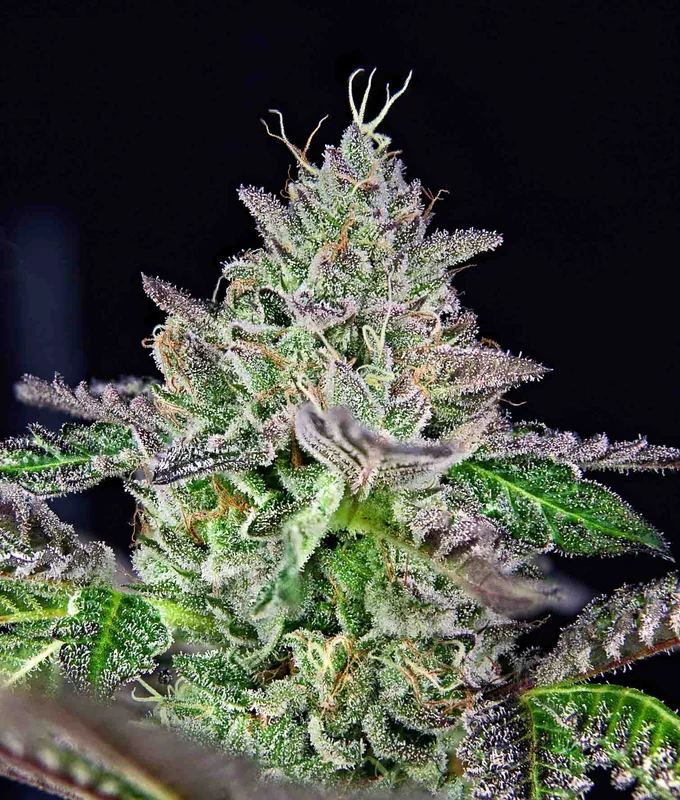 Strawmelon van The Grateful Seeds