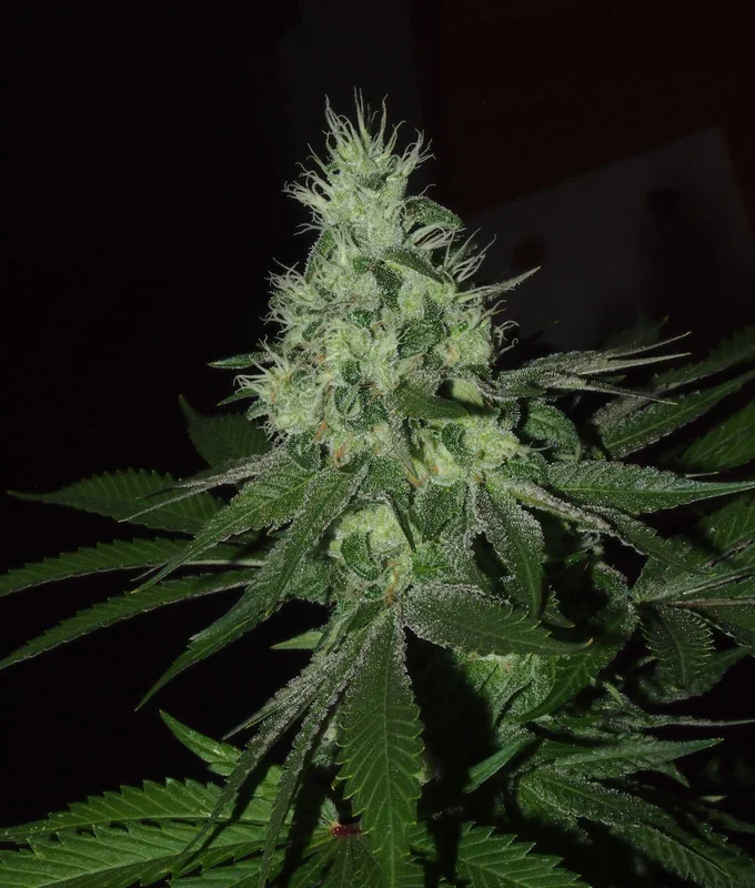 Frosted Madness van The Grateful Seeds