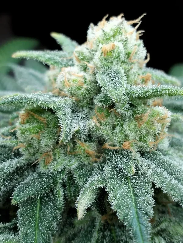 Electric Koolaid van The Grateful Seeds