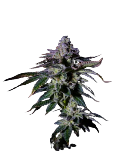 Gas Mint van The Grateful Seeds