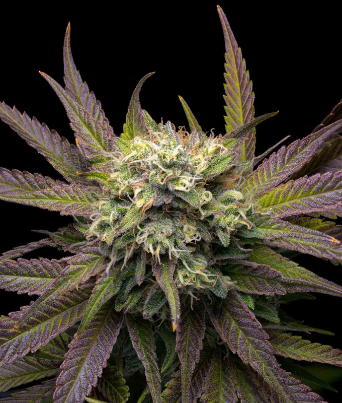 Mela Verde van The Grateful Seeds