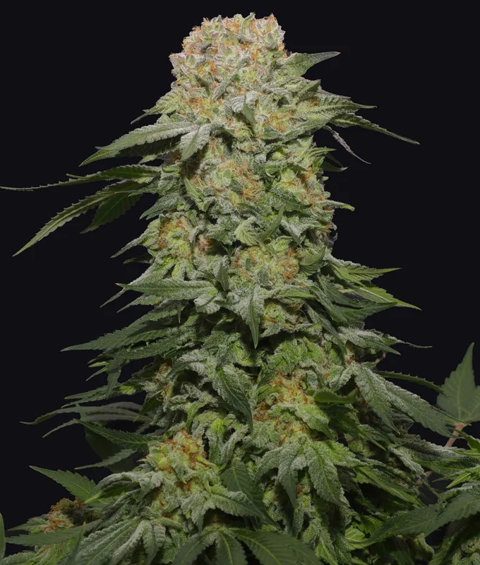Tropical Rain van The Grateful Seeds
