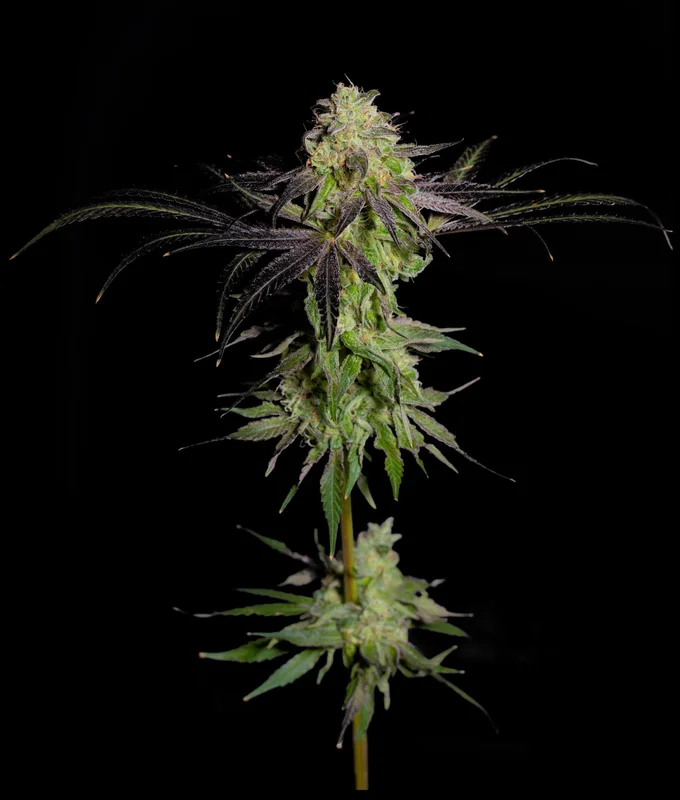 Tha GeLEE van The Grateful Seeds