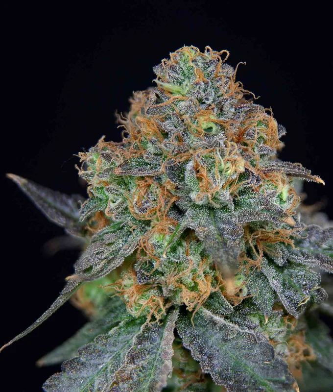 Sherbdog van The Grateful Seeds