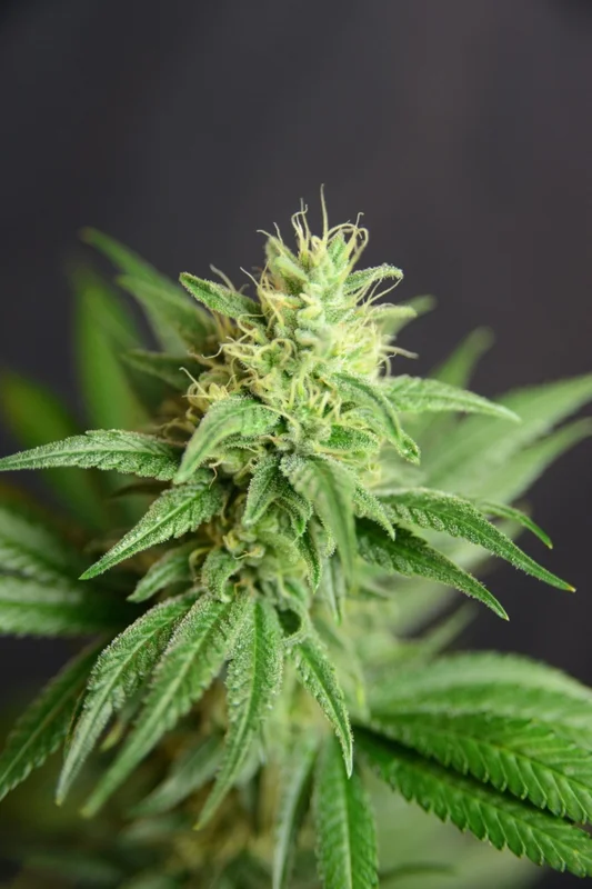 CBD Jean Guy van House of the Great Gardener