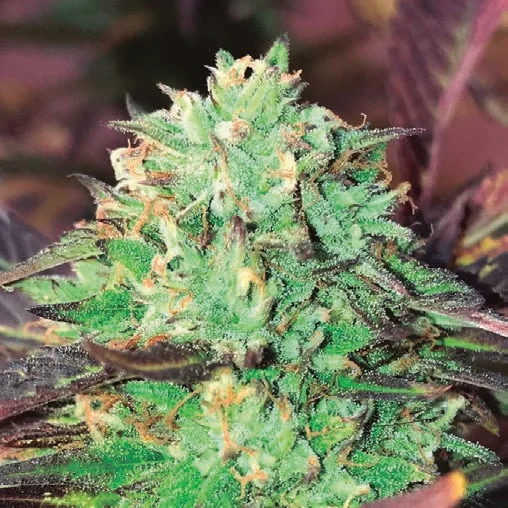 Gelato Royal van The Kush Brothers