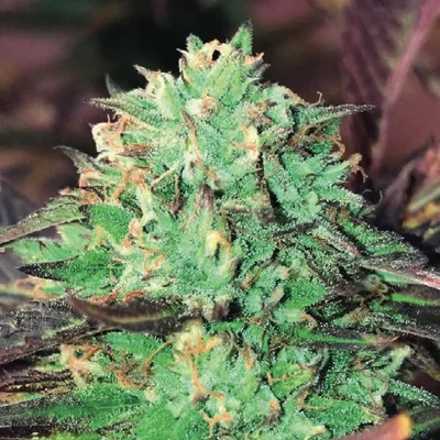 Gelato Royal van The Kush Brothers