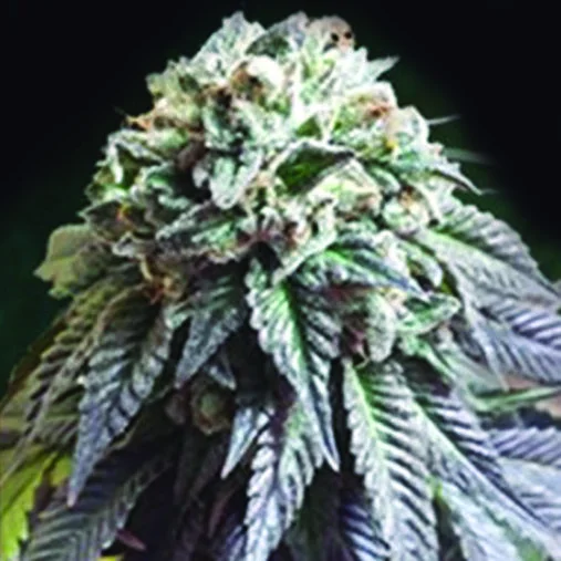 The Dark Side van The Kush Brothers