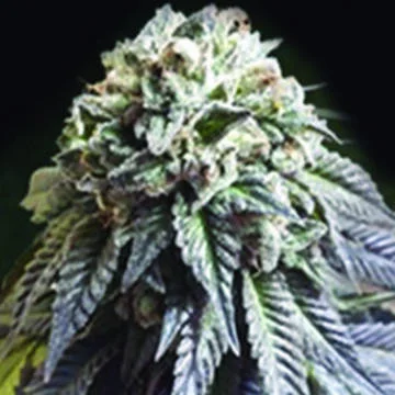 The Dark Side van The Kush Brothers