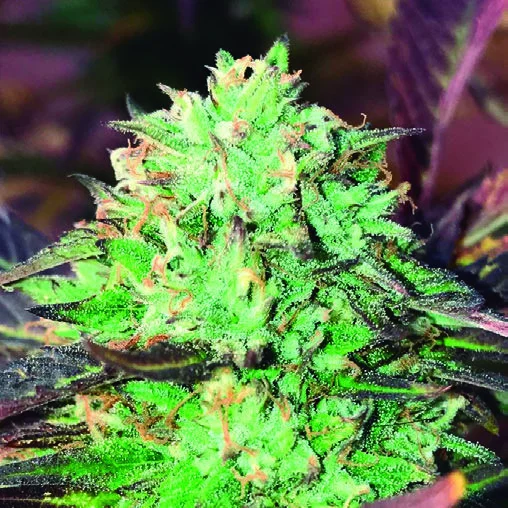 Gelato Royal van The Kush Brothers