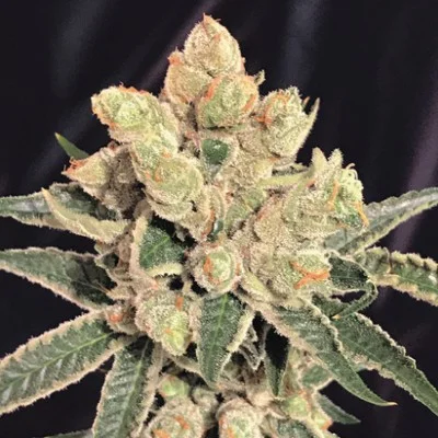 Banana Sherbet van The Kush Brothers