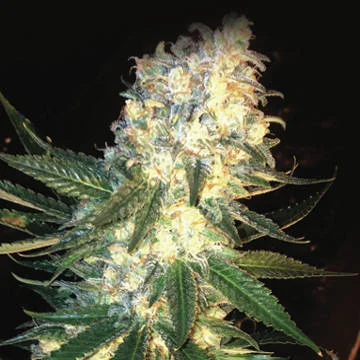 MassKush van The Kush Brothers