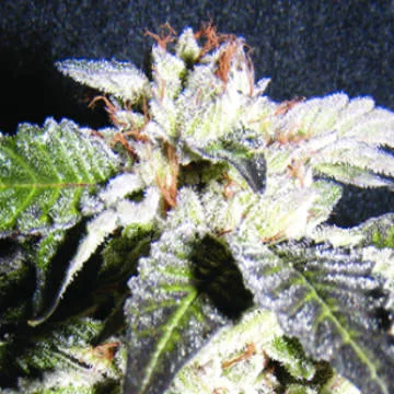Confidencial OG van The Kush Brothers