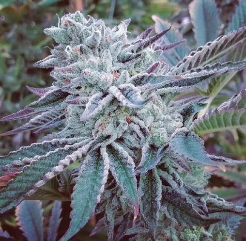 Cheese Cake Cookies van The Kush Brothers