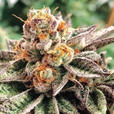 Dosidoss van The Kush Brothers
