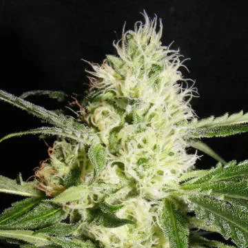 Yellowstone van The Kush Brothers