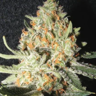 Exotic Kush van The Kush Brothers