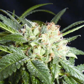 Malibu van The Kush Brothers