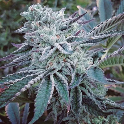Cheese Cake Cookies van The Kush Brothers