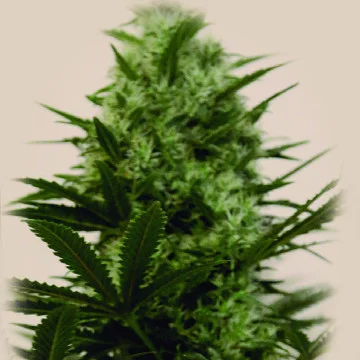 Langui Kush van The Kush Brothers