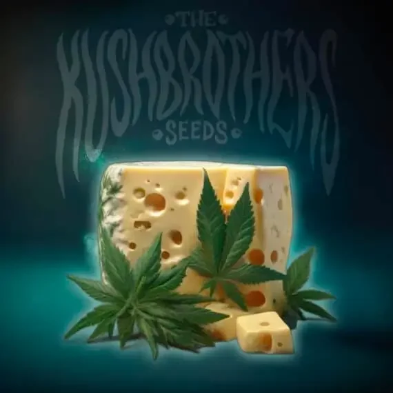 OG Cheese van The Kush Brothers