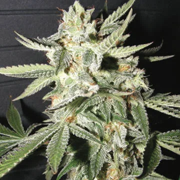 Confidencial Medicine van The Kush Brothers