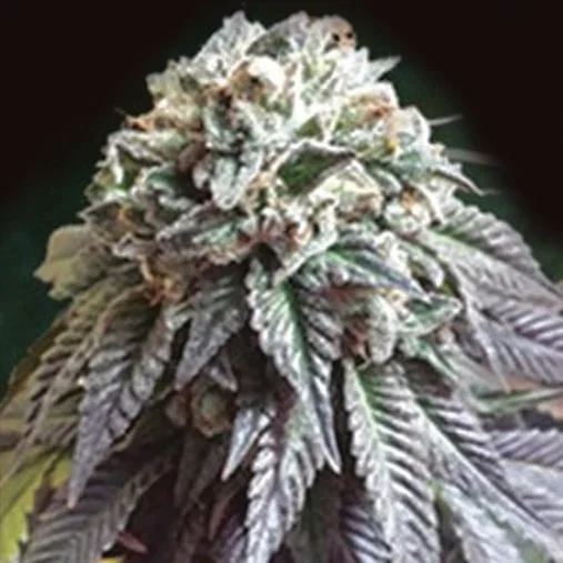The Dark Side van The Kush Brothers