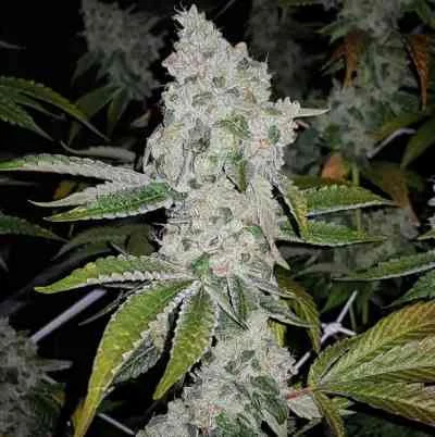 El Chapo van The Plug Seedbank