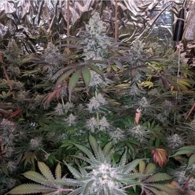 Melonaid Zkittlez van The Plug Seedbank