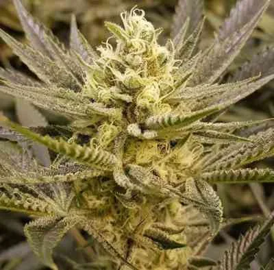 Sorbet van The Plug Seedbank