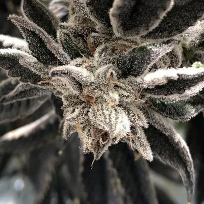 Punch The Cake van The Plug Seedbank
