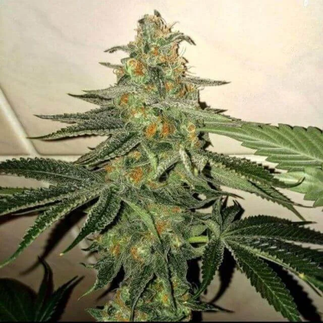 Forbidden Fruit Cake van The Plug Seedbank