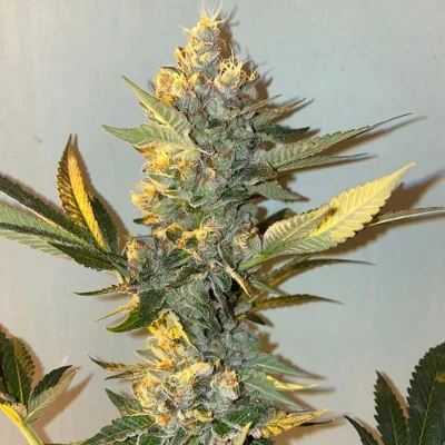 Biscotti 2.0 van The Plug Seedbank