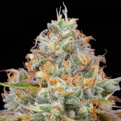 Jetlag van The Plug Seedbank