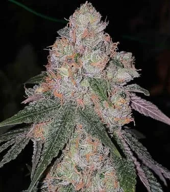 Patron van The Plug Seedbank