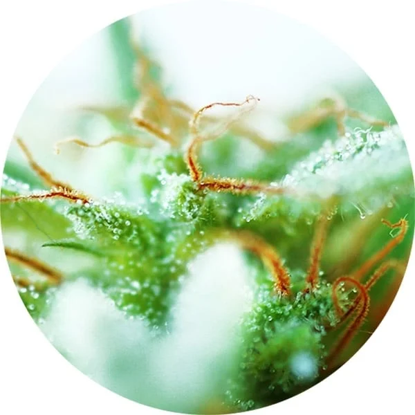 Dr. Tao Sativa van Top Tao Seeds