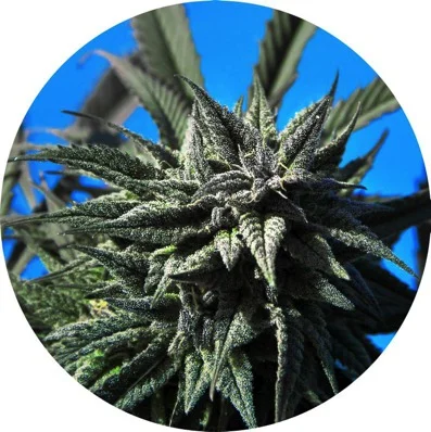 Tao Blueberry van Top Tao Seeds