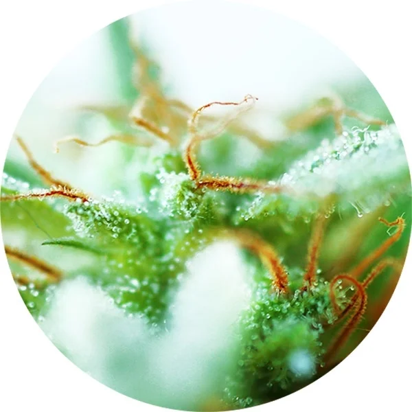 Dr. Tao Sativa van Top Tao Seeds