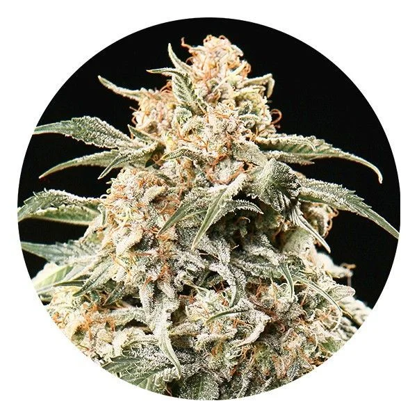 Semi-Auto Mix van Top Tao Seeds