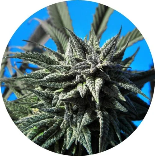 Tao Blueberry van Top Tao Seeds