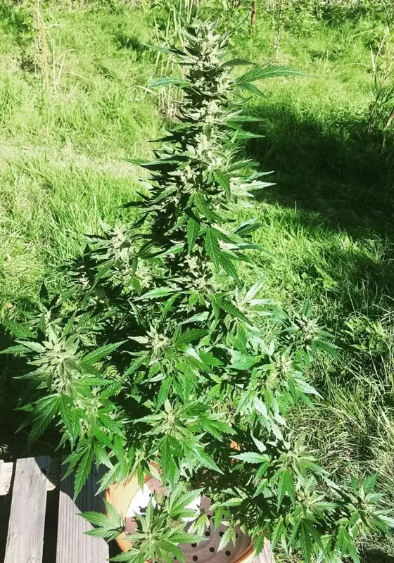 Haze Tao van Top Tao Seeds