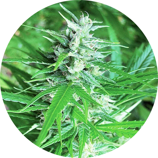 Haze Tao van Top Tao Seeds