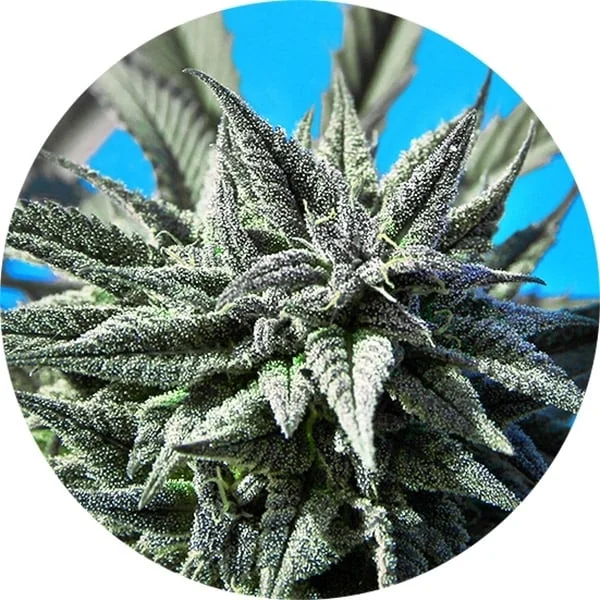 Tao Blueberry van Top Tao Seeds