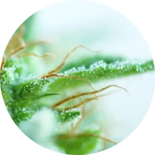Early Sativa van Top Tao Seeds